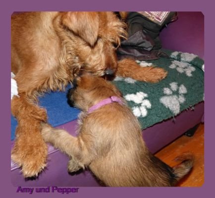 amy und pepper 2